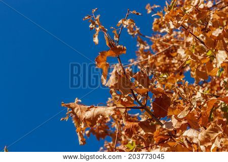 A Branch With Red Leaves Over A Blue Sky