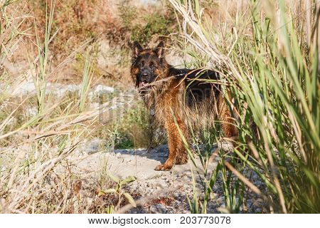 German Sheperd On A Trail In Valconca, Italy