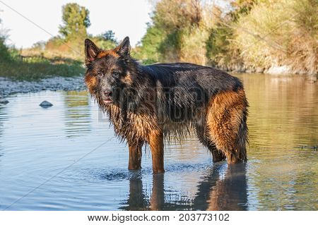 German Sheperd On A Trail In Valconca, Italy