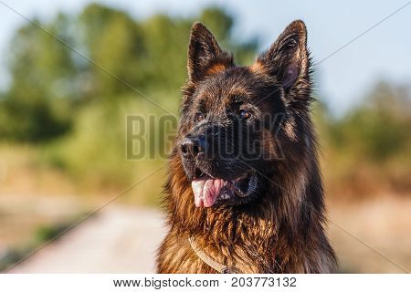 German Sheperd On A Trail In Valconca, Italy