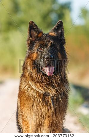 German Sheperd On A Trail In Valconca, Italy
