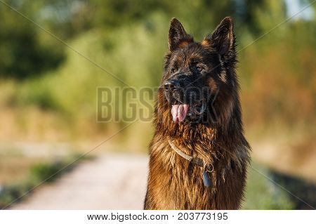 German Sheperd On A Trail In Valconca, Italy