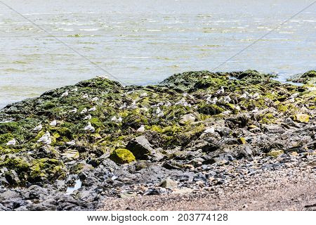 Rocky Beachshore On Saint Lawrence River In Saint-irenee, Quebec, Canada In Charlevoix Region With S