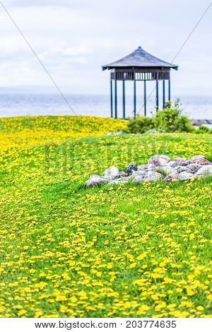 Field Of Yellow Dandelion Flowers, Grass Field By Saint Lawrence River In La Malbaie, Quebec, Canada