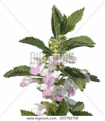 Melittis melissophyllum (bastard balm) plant isolated on white background. Bastard balm with pink and white flowers