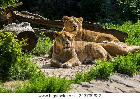 lion pride rests after hunting, male and female Asian lion