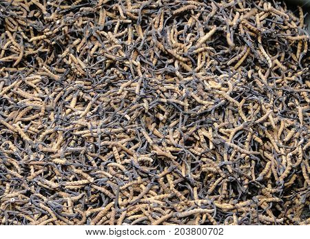 Yarsagumba For Sale In Lhasa, Tibet