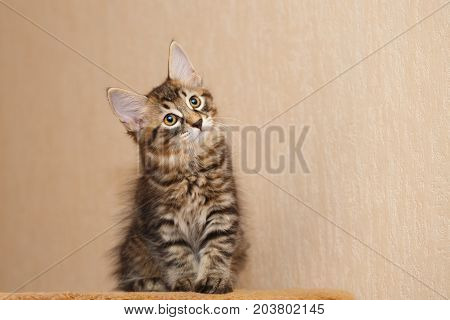 A cute little bobtail kitten looks up. Pets. Hypoallergenic cat breed. Portrait of a tabby cat.