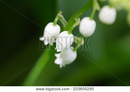 Beautiful flower lily of the valley on the nature