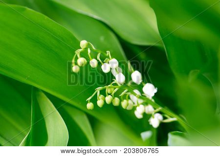Beautiful flower lily of the valley on the nature