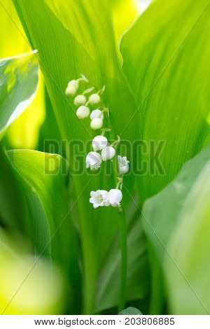 Beautiful flower lily of the valley on the nature