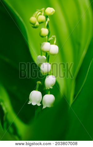 Beautiful flower lily of the valley on the nature