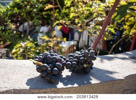Bunches of Tinta Negra Mole grapes in Estreito de Camara de Lobos on Madeira. Portugal