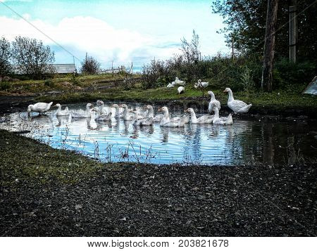 flock of domestic white geese swims in a small pond in search of food.