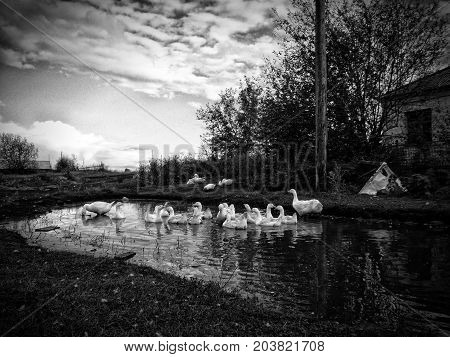 flock of domestic white geese swims in a small pond in search of food.