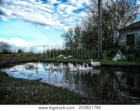 flock of domestic white geese swims in a small pond in search of food.