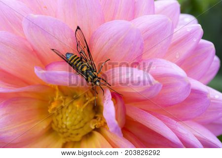 The wasp on the pink flower.The insect with the flower nature