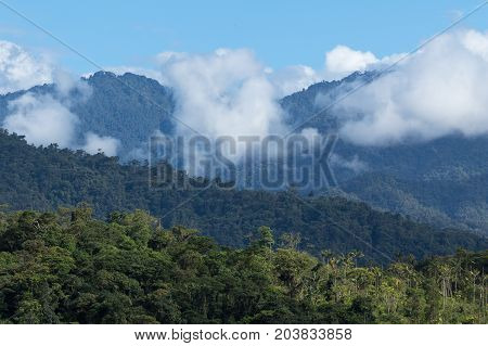 cloud forest in the Tena area of Ecuador