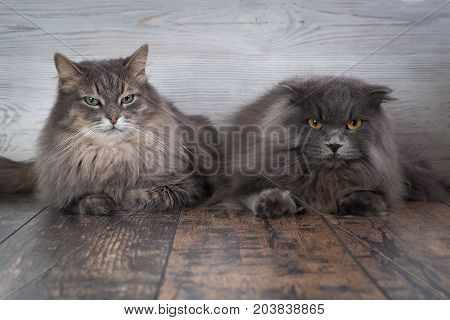 Very similar cats. But a different breed