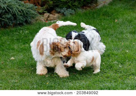 Purebred English Cocker Spaniel With Puppy