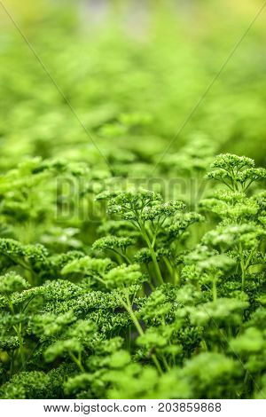 Blooming parsley in the garden sunny summer day closeup on the plant.