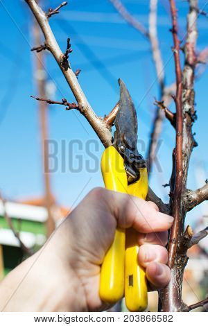 Male Hand Pruning Fruit Before Start Of Spring