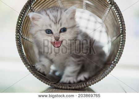 Happy Kitten Playing In Home.