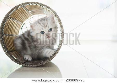 Happy Kitten Playing In Home.
