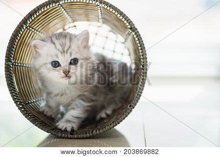 Happy Kitten Playing In Home.