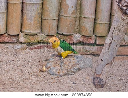 Black legged parrot (Pionites leucogaster xanthomerius) full body.