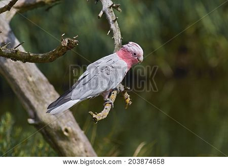 Galah (Eolophus roseicapilla) bird sits on a branch.