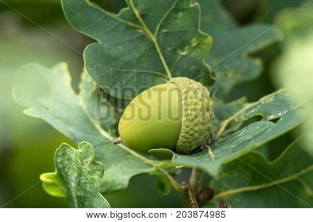 closeup of a green acorn or beechnut with cap growing in a green oak tree.