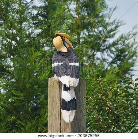 Portrait of Great hornbill (Buceros bicornis) close up.