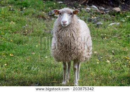 Front view of a white sheep with very long wool standing in a green pasture
