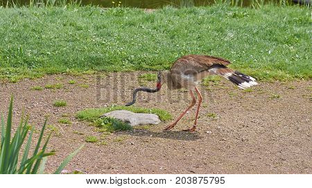 Red legged seriema bird (Cariama cristata) kills a snake.