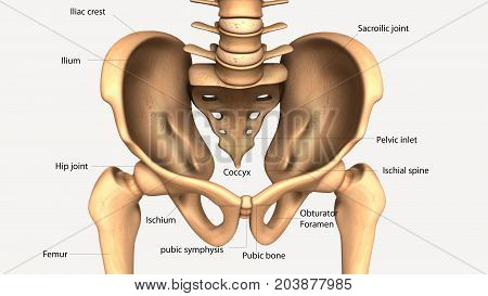 3d illustration of human body hip bone anatomy