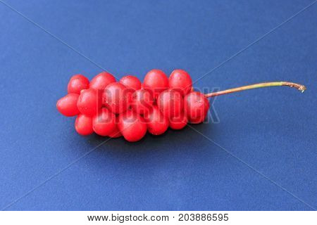 branch of red ripe schisandra on the dark blue background