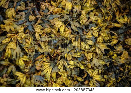 Closeup of wet yellow algae (Bladder wrack) on a rock on the beach at low tide