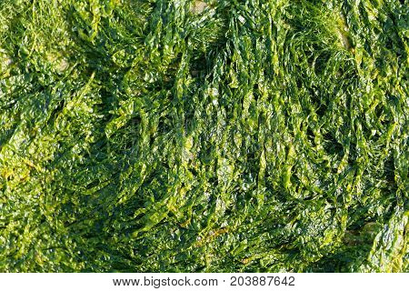 A macro photo of sea lettuce (Ulva lactuca) as background.