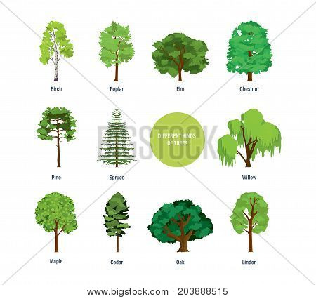 Collection of different kinds of trees: birch, poplar, elm, chestnut, pine, spruce, willow, palm, maple cedar oak linden Vector illustration isolated on white background
