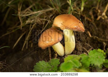 Suillus Granulatus, Edible Mushroom