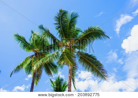 Amazing view. Palm trees on bright blue sky background
