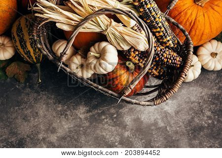 Pumpkins and corn in the basket top view. Autumn background wiht copyspace.