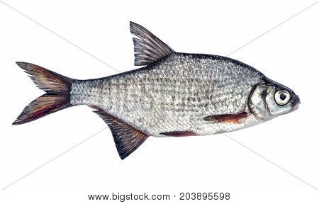 Fish bream , isolated on white background