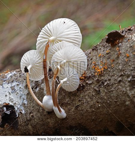 oudemansiella mucida mushroom cluster on the tree bark