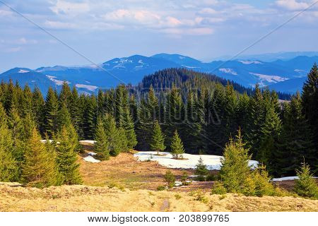 Fir forest here and there covered with snow where in the background the mighty mountains under the sky covered with clouds can be seen.