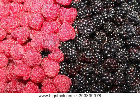 red ripe raspberry and black berry in the shop