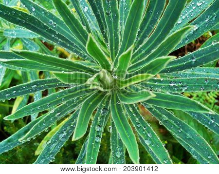 Raindrops on Big Green Euphorbia Characias Pattern