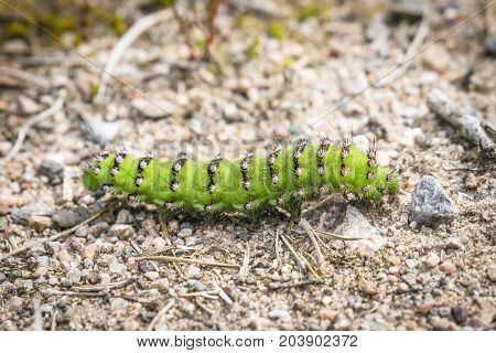 The Small Emperor Moth Caterpillar In Beautiful Green Color