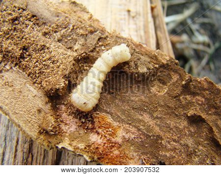 Beetle Grub Bark Beetle Close Up Feeding On A Tree